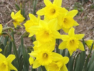 100327_1544_信州国際音楽村・すいせんまつり２０１０（上田市）