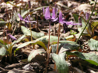100404_1048_カタクリ群生地（長野市）