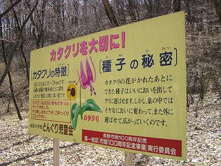 100404_1049_カタクリ群生地（長野市）