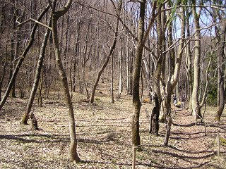 100404_1050_カタクリ群生地（長野市）