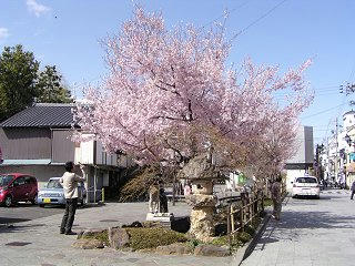 100410_1431_辰巳の庭公園に咲くコヒガンザクラ（松本市）
