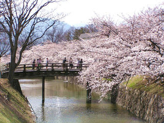 100410_1439_松本城外堀に咲くサクラ（松本市）