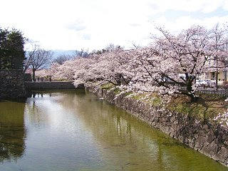 100410_1441_松本城外堀に咲くサクラ（松本市）