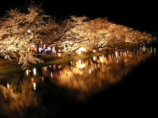 100414_2031_臥竜公園のサクラ（須坂市）