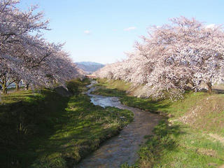 100417_1640_黒沢川土手の桜並木（安曇野市）