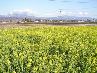 100417_1652_堀金物産センター南側農地に咲く菜の花（安曇野市）