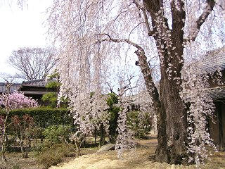 100418_1330_豪商の館 田中本家博物館に咲くシダレザクラ（須坂市）