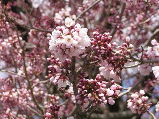 100424_1138_素桜神社の神代桜（長野市）