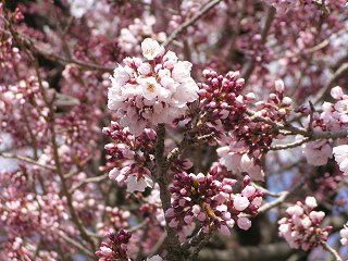 100424_1138_素桜神社の神代桜（長野市）