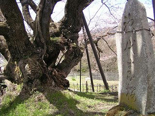 100424_1140_素桜神社の神代桜（長野市）d087e67e.jpg