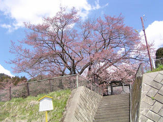 100424_1144_素桜神社の神代桜（長野市）