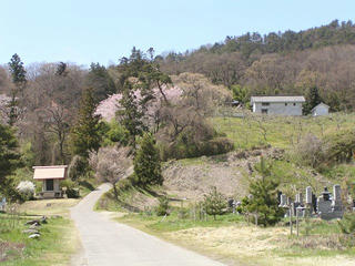 100424_1225_篠ノ井小松原の光林寺のサクラ（長野市）