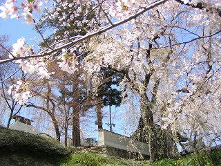 100424_1229_篠ノ井小松原の光林寺のサクラ（長野市）