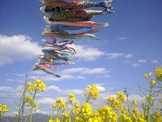 100424_1531_ほりがね物産センター南側休耕田に泳ぐ鯉のぼり（安曇野市）