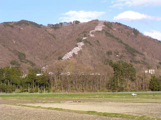 100424_1628_空に続くサクラ並木～光城山（安曇野市）