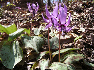 100425_1051_矢筒城跡のカタクリ（飯綱町）