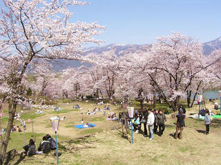 100425_1336_飯山城址に咲くサクラ（飯山市）
