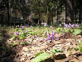 100429_1345_出早公園かたくり祭り（岡谷市）