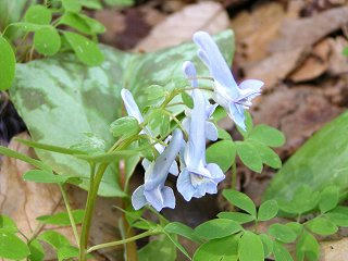 100429_1351_出早公園かたくり祭り（岡谷市）