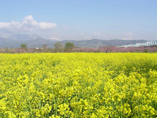 100501_0720_千曲川ふれあい公園（小布施町）