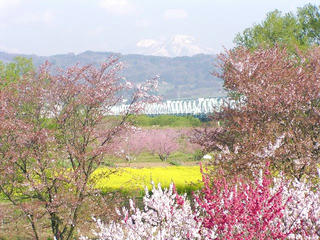 100501_0726_千曲川ふれあい公園（小布施町）