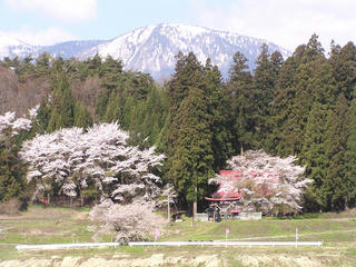 100501_0834_黒川桜林のエドヒガン（飯綱町）