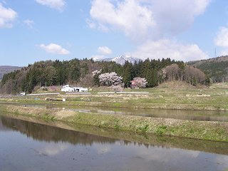 100501_0835_黒川桜林のエドヒガン（飯綱町）