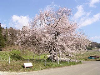 100501_0837_黒川桜林のエドヒガン（飯綱町）