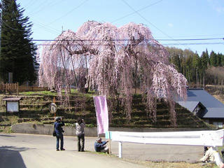 100501_0855_袖之山のシダレザクラ（飯綱町）