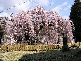 100501_0850_1_袖之山のシダレザクラ（飯綱町）