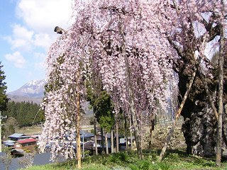 100501_0850_2_袖之山のシダレザクラ（飯綱町）