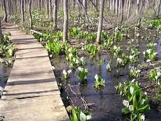 100503_1452_大久保池のミズバショウ（信濃町）