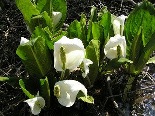 100503_1453_大久保池のミズバショウ（信濃町）