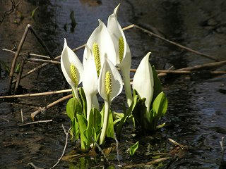 100503_1455_大久保池のミズバショウ（信濃町）