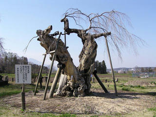 100503_1509__原のシダレザクラ・閑貞桜（信濃町）