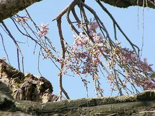 100503_1510_原のシダレザクラ・閑貞桜（信濃町）