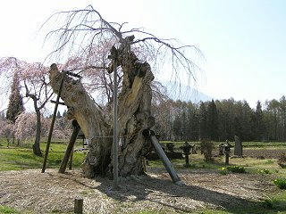 100503_1511_原のシダレザクラ・閑貞桜（信濃町）