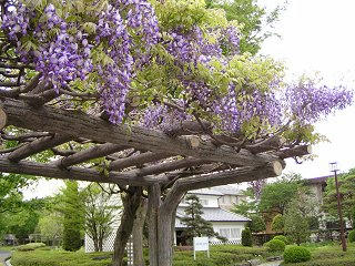 100508_1633_安曇野市堀金の藤棚（安曇野市）