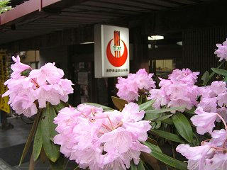 100508_1656_穂高温泉郷に咲くしゃくなげ（安曇野市）