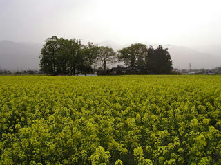 100508_1721_安曇野スイス村にある菜の花畑（安曇野市）