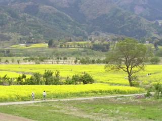100509_1154_飯山市常盤の国土１１７号線から望む菜の花村と菜の花公園の様子（飯山市）