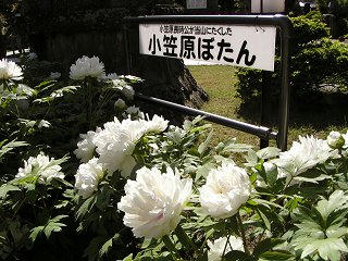 100515_1521_兎川寺に咲く「小笠原ぼたん」（松本市）