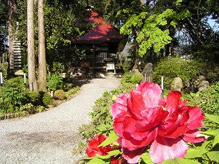 100515_1612_常光寺のボタン（塩尻市）