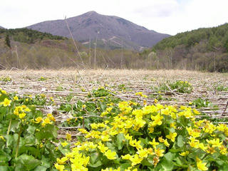 100516_1044_大谷地湿原のリュウキンカ(長野市）