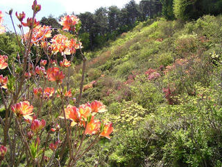 100516_1208_赤野田つつじ山公園（長野市）