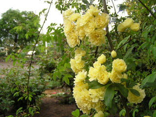 100523_1353_中野一本木公園のばら（中野市）