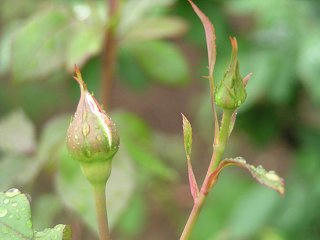 100523_1354_中野一本木公園のばら（中野市）