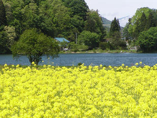 100529_1323_中綱湖畔の菜の花（大町市）