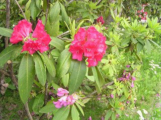 100530_1227_道の駅信越さかえ前に咲くシャクナゲ（栄村）
