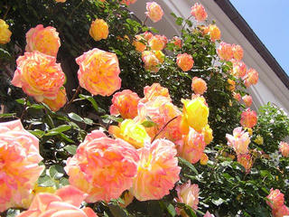 100605_1219_豊科近代美術館に咲くバラ（安曇野市）